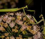Записки астраханского натуралиста. Каковы шансы самцов богомолов