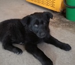 Герои среди нас: астраханец, рискуя жизнью, спас тонущего в полынье щенка