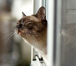 В четверг в Астрахани столбик термометра преодолеет нулевую отметку