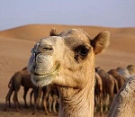 Студенты АГУ предлагают лечить недуги верблюжьим молоком