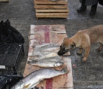 Астраханцам на несанкционированном рынке продают рыбу с земли