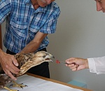 Под Астраханью сотрудники заповедника спасли редкую птицу