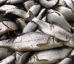 Замглавы Росрыболовства: Не рыбаки-любители виноваты в том, что в Астраханской области нет воблы