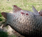 Астраханский рыбак поделился фотографией страшного улова, от которого ему стало не по себе