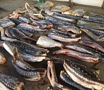 В Астрахани изъяли более тонны осетра и чёрной икры