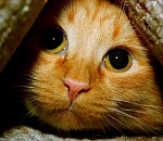 Судебные приставы арестовали у астраханца за долги кота Рыжика