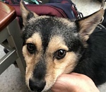 Дворняжка из Астрахани теперь живет в Америке (ВИДЕО)