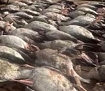 Массовое убийство гусей в Астраханской области оценили в 6 тысяч рублей