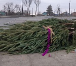 Астраханская полиция не нашла следов вандализма в деле об упавшей ёлке на Казачьем