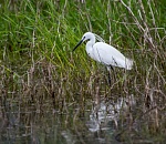 Записки астраханского натуралиста. В половодье