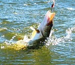 Ростуризм отдал Астрахани первое место в списке городов для рыбалки