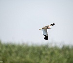 В Астраханскую область залетела пигалица