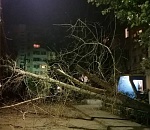 В Астрахани на Бабаевского упало дерево