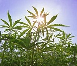 Астраханцы активно собирают коноплю 