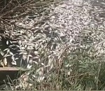 Стало известно, почему в Астраханской области массово гибнет рыба