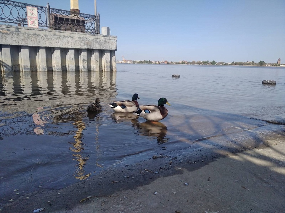 Дикие утки, перезимовавшие на центральной набережной в Астрахани, подплывают к людям