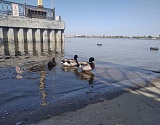 Дикие утки, перезимовавшие на центральной набережной в Астрахани, подплывают к людям