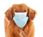 Карантин по бешенству объявлен в Астраханской области