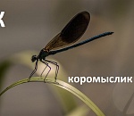 Жидрик и закиднушка: а вы знаете значения астраханских словечек?