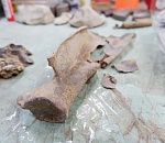 Новые находки астраханских ученых подтверждают сенсационное открытие о древних людях Прикаспия