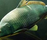 В Астрахань не пустили 10 тонн сазана из Казахстана