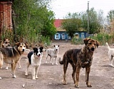 Суд ожидает чиновника городского управления Астрахани, ответственного за организацию отлова бездомных собак