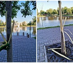 Вандалы загубили новые деревья на Лебедином озере в Астрахани