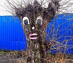 Фото дня: в Астрахани появился свой Грут