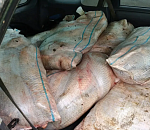 Больше 250 кг рыбы «нашел на дороге» житель Астраханской области