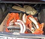 В Астрахани задержан мужчина, планировавший продать 33 килограмма браконьерской осетрины