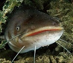 Соцсети: в Астраханской области поймали 200-килограммового сома