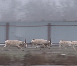 В астраханском заказнике обитают 12 тысяч сайгаков