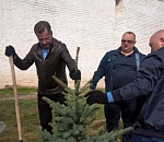 У кремля стало на десять елок больше