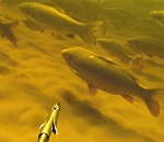 В Астраханской области подводная охота закончилась трагедией