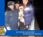 После необычного вызова у астраханских пожарных - пополнение