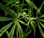 Астраханец лечил мигрень марихуаной 