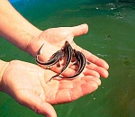  Астраханские рыбоводы выпустят 27 млн штук молоди осетровых 