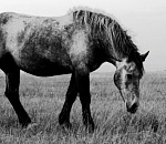 Любвеобильный жеребец подвел астраханца под суд