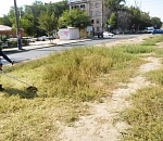 В Астрахани продолжается борьба с сорной растительностью