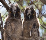 Записки астраханского натуралиста. Знакомство с совами