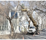 "Зеленый город" спиливает деревья в Астрахани, чтобы они не мешали новым автобусам