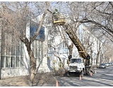 "Зеленый город" спиливает деревья в Астрахани, чтобы они не мешали новым автобусам