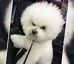 Астраханская облдума вплотную займется собачьим кризисом