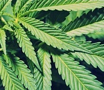 Росгвардейцы задержали астраханца с ведром марихуаны