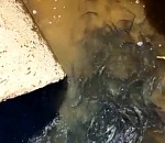 Рыба оказалась в смертельной ловушке в оросительном канале под Астраханью