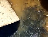 Рыба оказалась в смертельной ловушке в оросительном канале под Астраханью