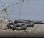 В сети появилось эпичное видео, в котором в Астраханской области змея заглатывает рыбу