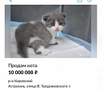 Астраханец продаёт в Интернете кота за 10 миллионов