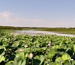 Ученые встревожены: в Астраханской области резко сократились плантации лотоса