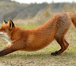 Дикие лисы подходят к астраханцам и кормятся с рук (ВИДЕО)